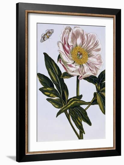 18th Century French Print of Flesh-coloured Common Peony-Stapleton Collection-Framed Giclee Print