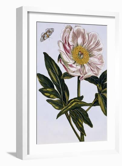 18th Century French Print of Flesh-coloured Common Peony-Stapleton Collection-Framed Giclee Print