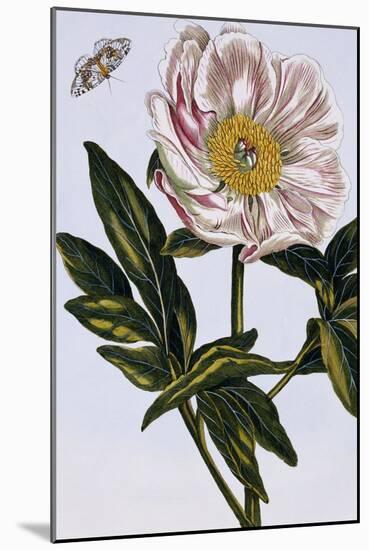 18th Century French Print of Flesh-coloured Common Peony-Stapleton Collection-Mounted Giclee Print