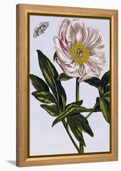 18th Century French Print of Flesh-coloured Common Peony-Stapleton Collection-Framed Premier Image Canvas