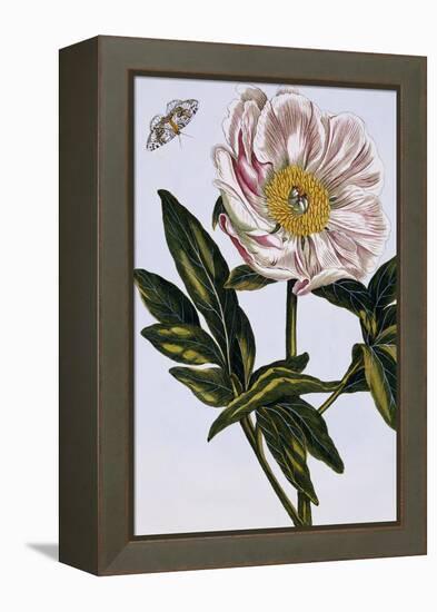 18th Century French Print of Flesh-coloured Common Peony-Stapleton Collection-Framed Premier Image Canvas