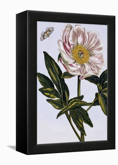 18th Century French Print of Flesh-coloured Common Peony-Stapleton Collection-Framed Premier Image Canvas