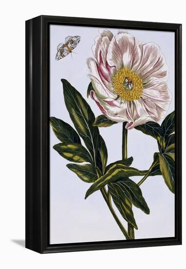 18th Century French Print of Flesh-coloured Common Peony-Stapleton Collection-Framed Premier Image Canvas