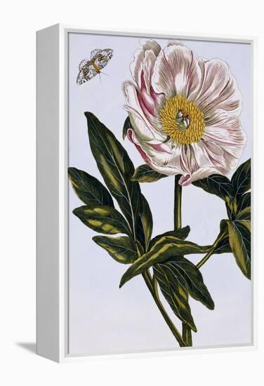 18th Century French Print of Flesh-coloured Common Peony-Stapleton Collection-Framed Premier Image Canvas