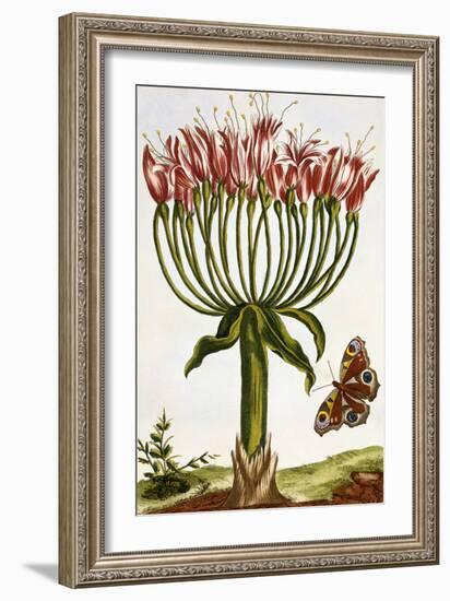 18th Century French Print of La Brunswick and Butterfly-Stapleton Collection-Framed Giclee Print