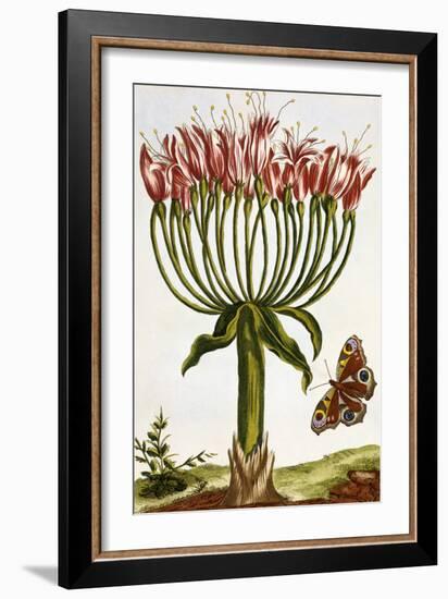 18th Century French Print of La Brunswick and Butterfly-Stapleton Collection-Framed Giclee Print