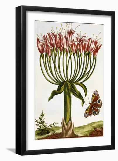 18th Century French Print of La Brunswick and Butterfly-Stapleton Collection-Framed Giclee Print
