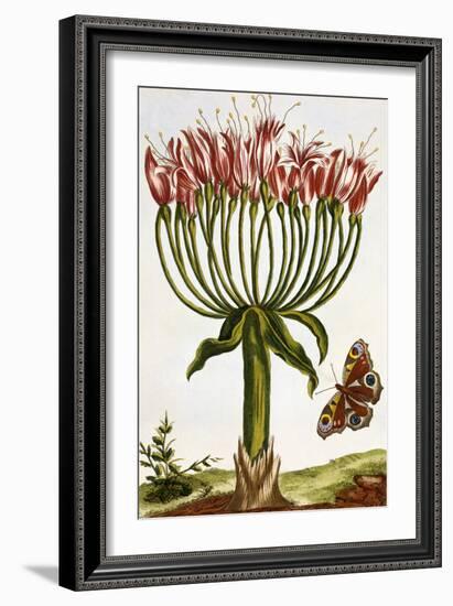 18th Century French Print of La Brunswick and Butterfly-Stapleton Collection-Framed Giclee Print