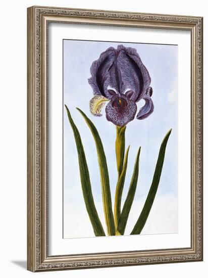 18th Century French Print of Mourning Iris-Stapleton Collection-Framed Giclee Print