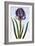 18th Century French Print of Mourning Iris-Stapleton Collection-Framed Giclee Print