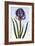 18th Century French Print of Mourning Iris-Stapleton Collection-Framed Giclee Print