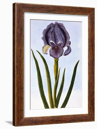 18th Century French Print of Mourning Iris-Stapleton Collection-Framed Giclee Print