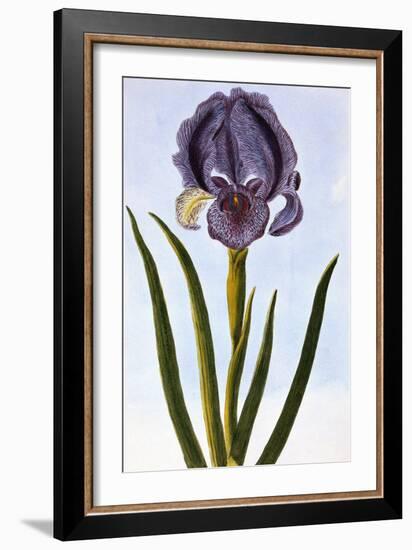 18th Century French Print of Mourning Iris-Stapleton Collection-Framed Giclee Print