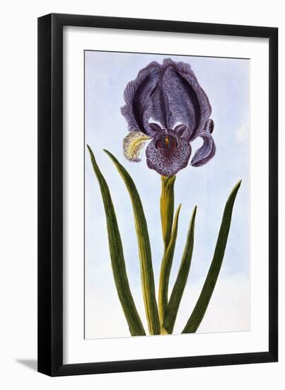 18th Century French Print of Mourning Iris-Stapleton Collection-Framed Giclee Print