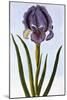 18th Century French Print of Mourning Iris-Stapleton Collection-Mounted Giclee Print