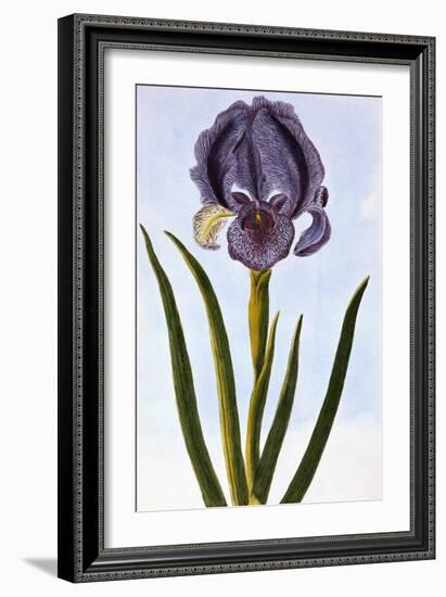 18th Century French Print of Mourning Iris-Stapleton Collection-Framed Giclee Print