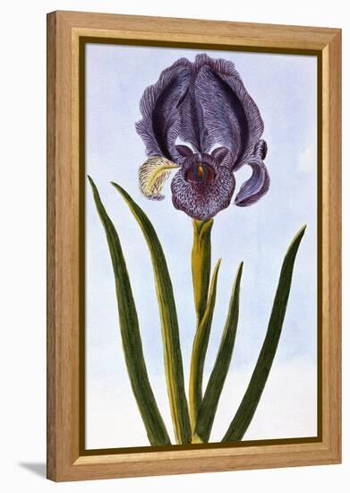 18th Century French Print of Mourning Iris-Stapleton Collection-Framed Premier Image Canvas