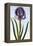 18th Century French Print of Mourning Iris-Stapleton Collection-Framed Premier Image Canvas