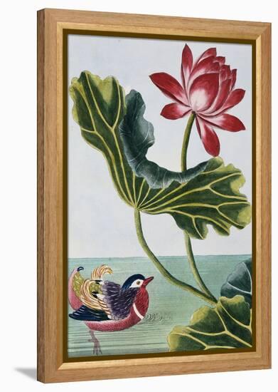 18th Century French Print of Red Water Lily of China II.-Stapleton Collection-Framed Premier Image Canvas