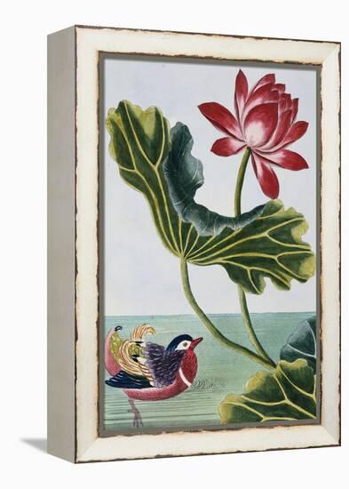 18th Century French Print of Red Water Lily of China II.-Stapleton Collection-Framed Premier Image Canvas