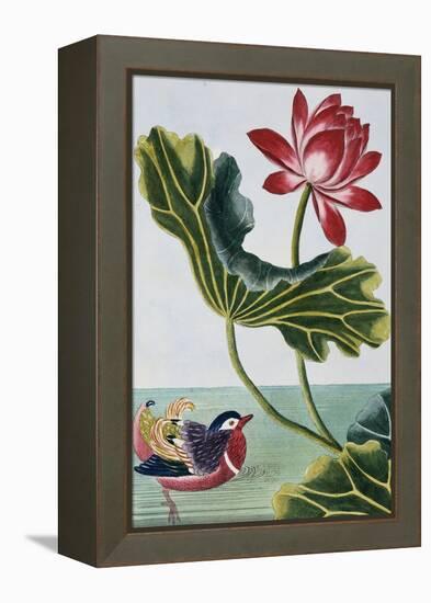 18th Century French Print of Red Water Lily of China II.-Stapleton Collection-Framed Premier Image Canvas