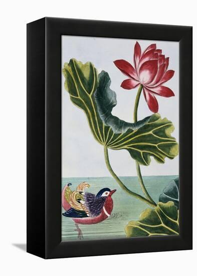 18th Century French Print of Red Water Lily of China II.-Stapleton Collection-Framed Premier Image Canvas