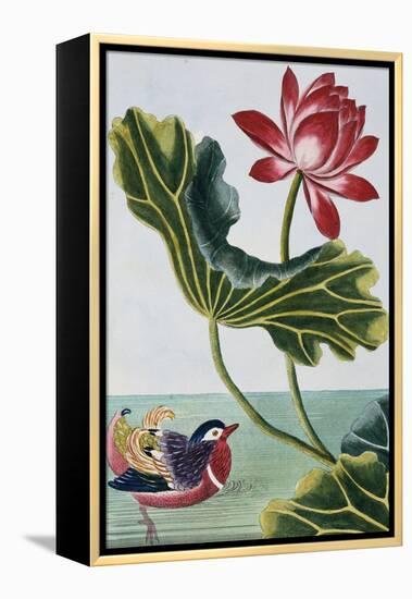 18th Century French Print of Red Water Lily of China II.-Stapleton Collection-Framed Premier Image Canvas