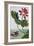 18th Century French Print of Red Water Lily of China II.-Stapleton Collection-Framed Giclee Print