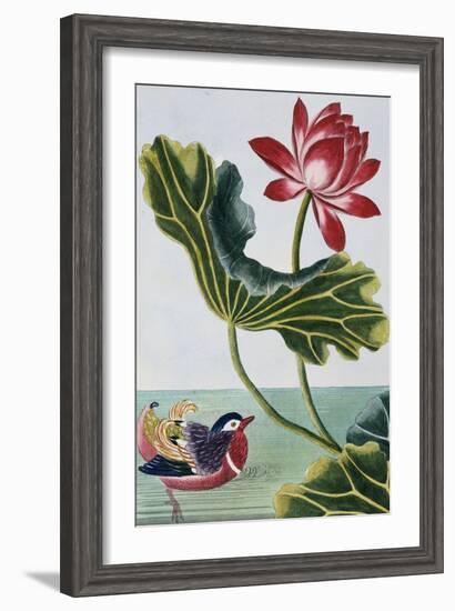 18th Century French Print of Red Water Lily of China II.-Stapleton Collection-Framed Giclee Print