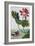 18th Century French Print of Red Water Lily of China II.-Stapleton Collection-Framed Giclee Print