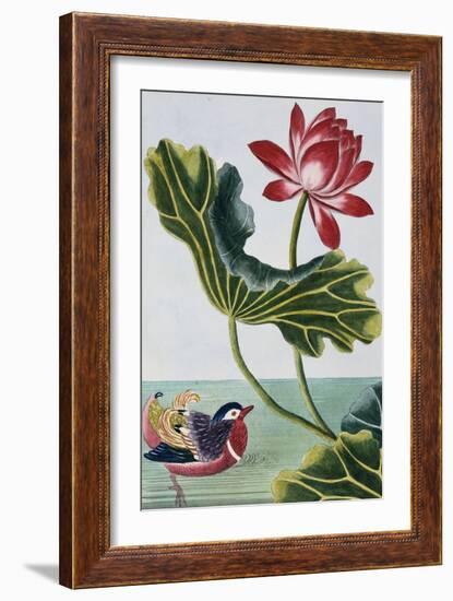 18th Century French Print of Red Water Lily of China II.-Stapleton Collection-Framed Giclee Print