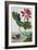 18th Century French Print of Red Water Lily of China II.-Stapleton Collection-Framed Giclee Print