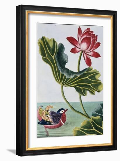 18th Century French Print of Red Water Lily of China II.-Stapleton Collection-Framed Giclee Print