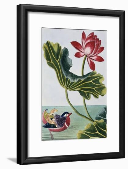 18th Century French Print of Red Water Lily of China II.-Stapleton Collection-Framed Giclee Print