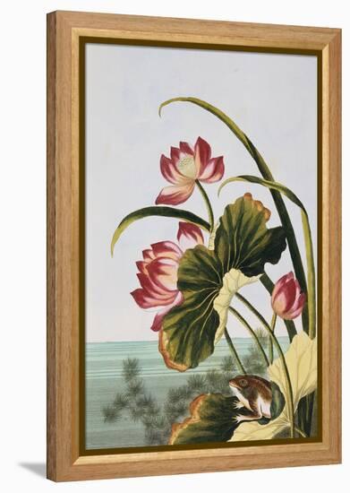 18th Century French Print of Red Water Lily of China-Stapleton Collection-Framed Premier Image Canvas