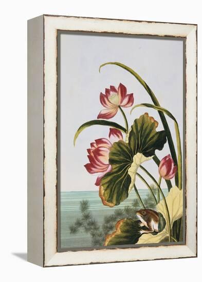 18th Century French Print of Red Water Lily of China-Stapleton Collection-Framed Premier Image Canvas