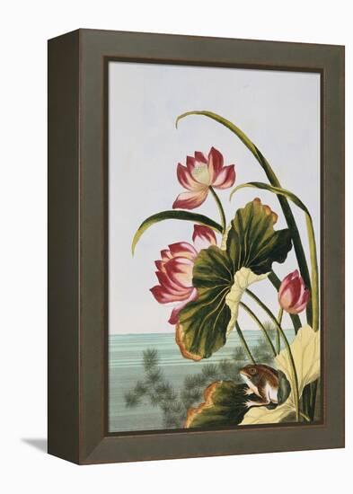 18th Century French Print of Red Water Lily of China-Stapleton Collection-Framed Premier Image Canvas