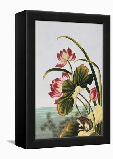 18th Century French Print of Red Water Lily of China-Stapleton Collection-Framed Premier Image Canvas