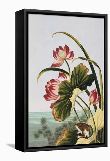 18th Century French Print of Red Water Lily of China-Stapleton Collection-Framed Premier Image Canvas