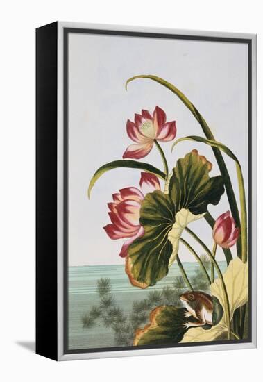 18th Century French Print of Red Water Lily of China-Stapleton Collection-Framed Premier Image Canvas