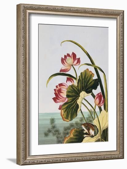 18th Century French Print of Red Water Lily of China-Stapleton Collection-Framed Giclee Print