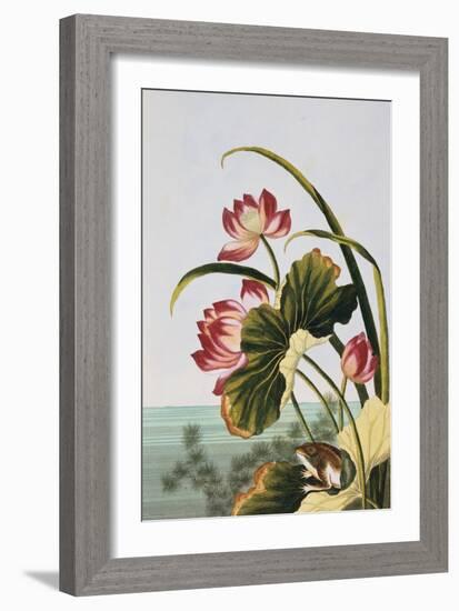 18th Century French Print of Red Water Lily of China-Stapleton Collection-Framed Giclee Print