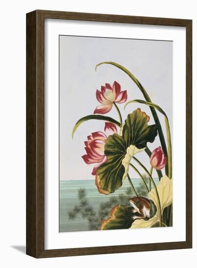 18th Century French Print of Red Water Lily of China-Stapleton Collection-Framed Giclee Print