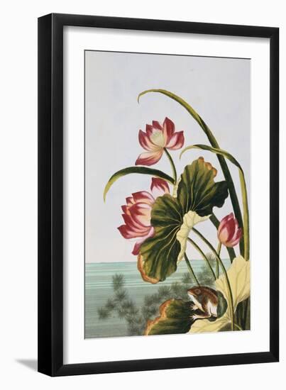 18th Century French Print of Red Water Lily of China-Stapleton Collection-Framed Giclee Print