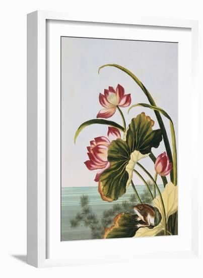 18th Century French Print of Red Water Lily of China-Stapleton Collection-Framed Giclee Print