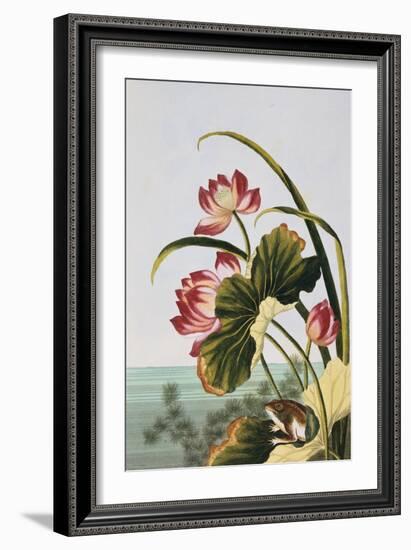 18th Century French Print of Red Water Lily of China-Stapleton Collection-Framed Giclee Print