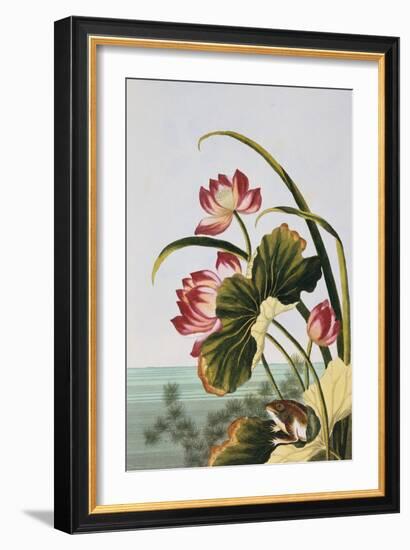 18th Century French Print of Red Water Lily of China-Stapleton Collection-Framed Giclee Print