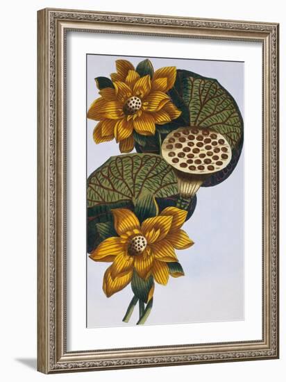 18th Century French Print of Waterlily-Stapleton Collection-Framed Giclee Print