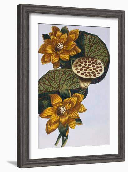 18th Century French Print of Waterlily-Stapleton Collection-Framed Giclee Print