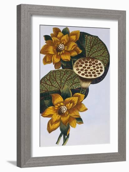 18th Century French Print of Waterlily-Stapleton Collection-Framed Giclee Print